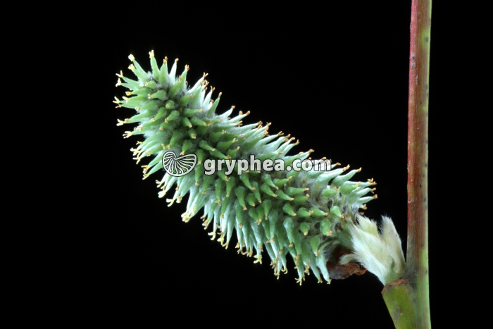 Saule (Salix caprea) - fleurs femelles  - gryphea.org